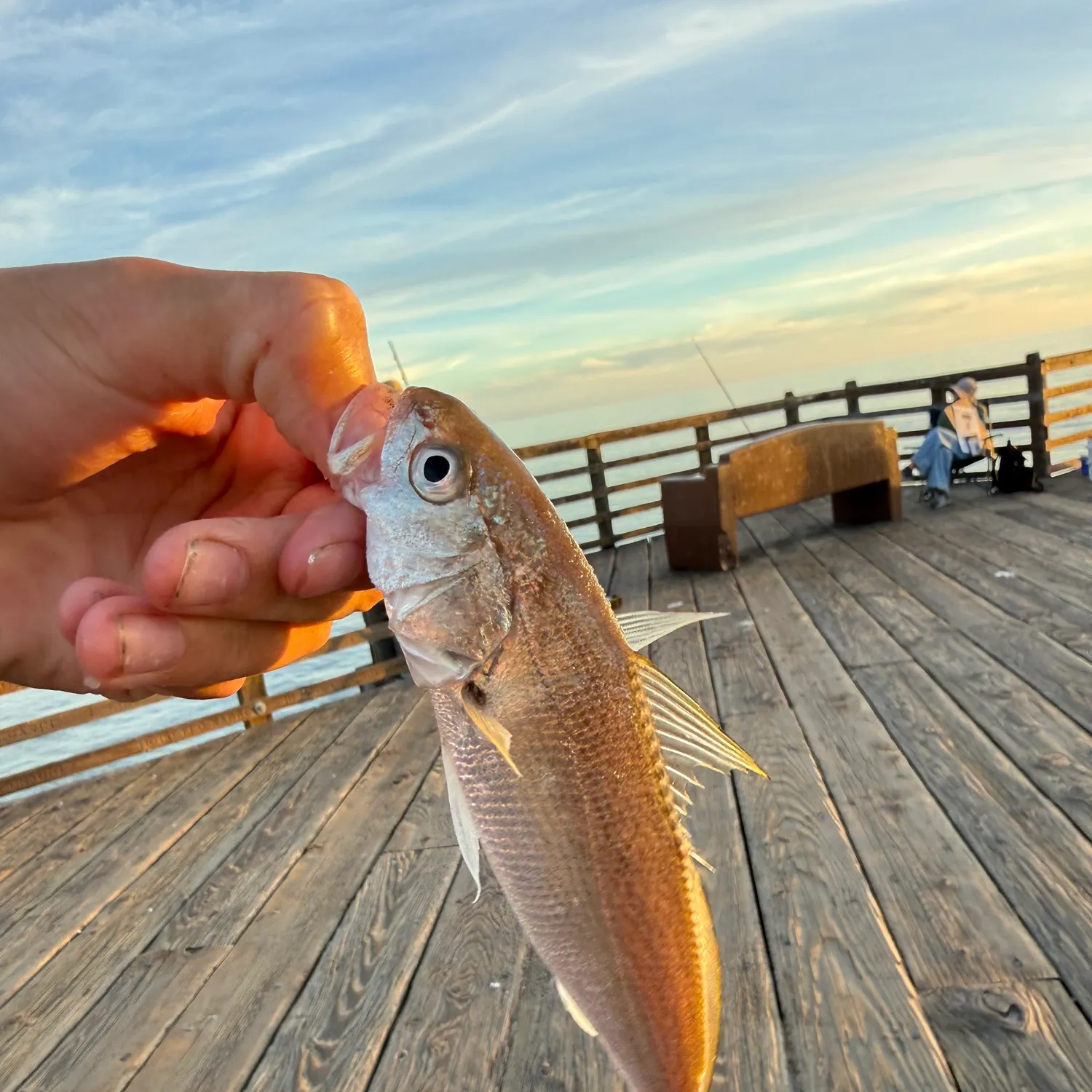 The most recent White croaker catches on Fishbrain