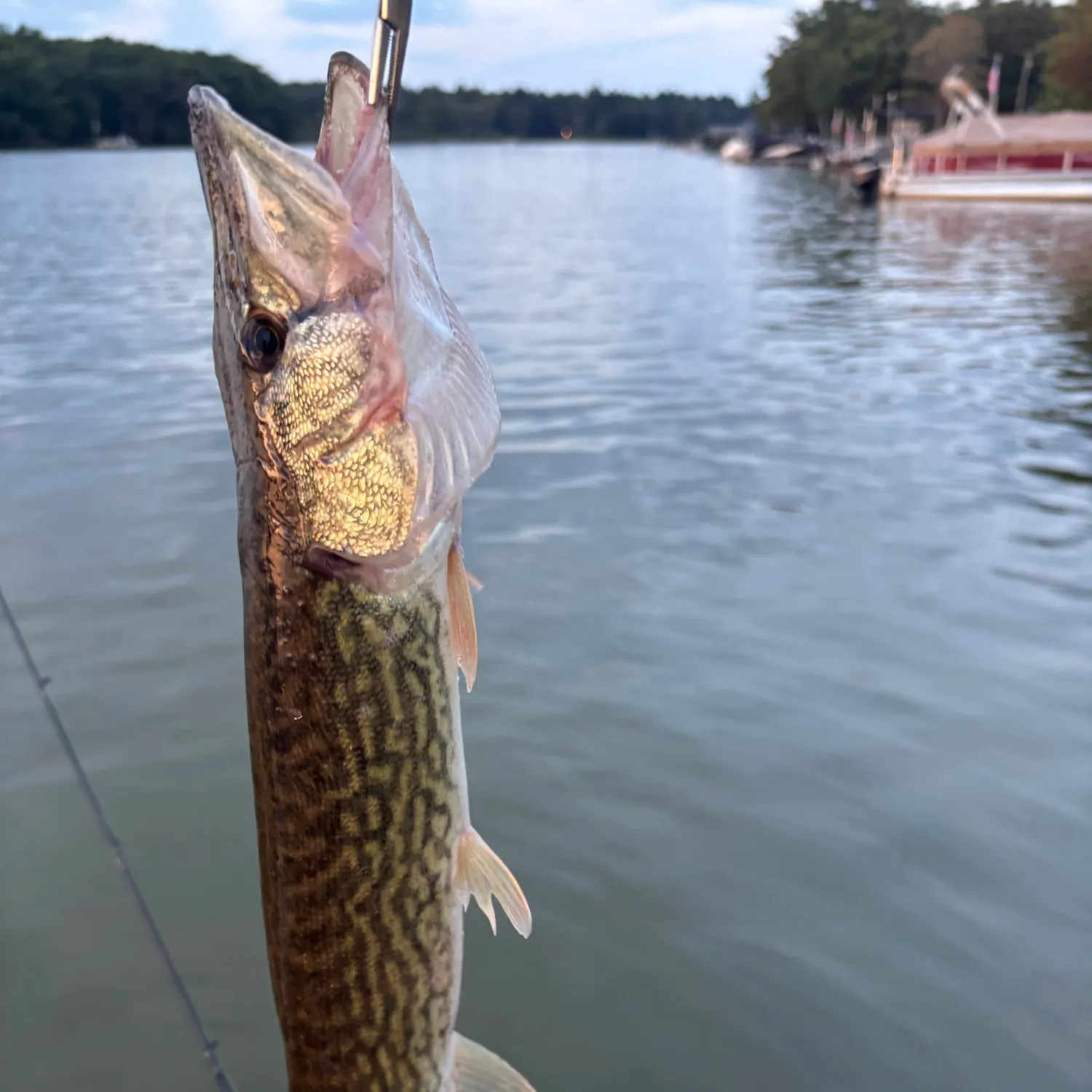 Chain pickerel caught on Fishbrain