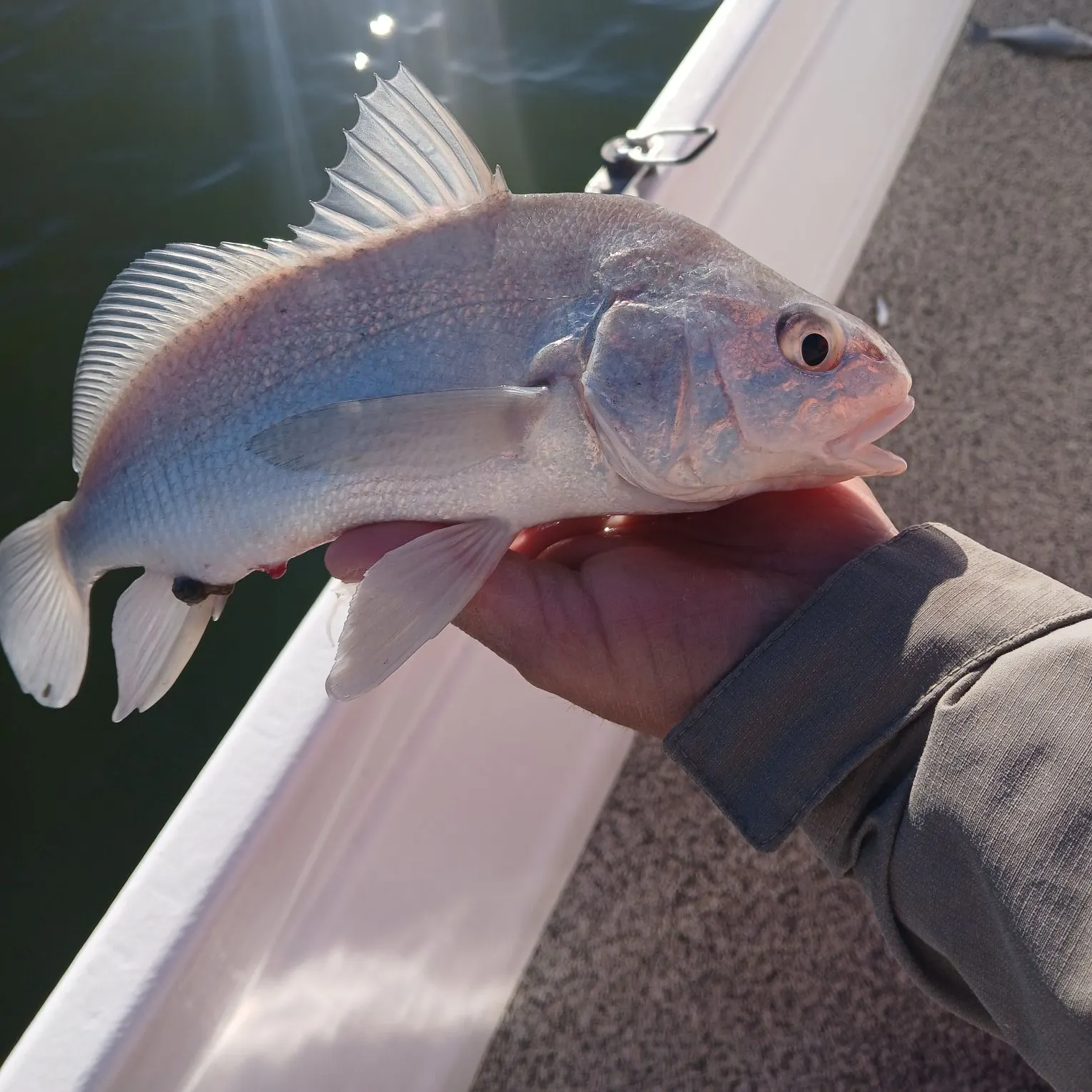 The most recent Freshwater drum catches on Fishbrain
