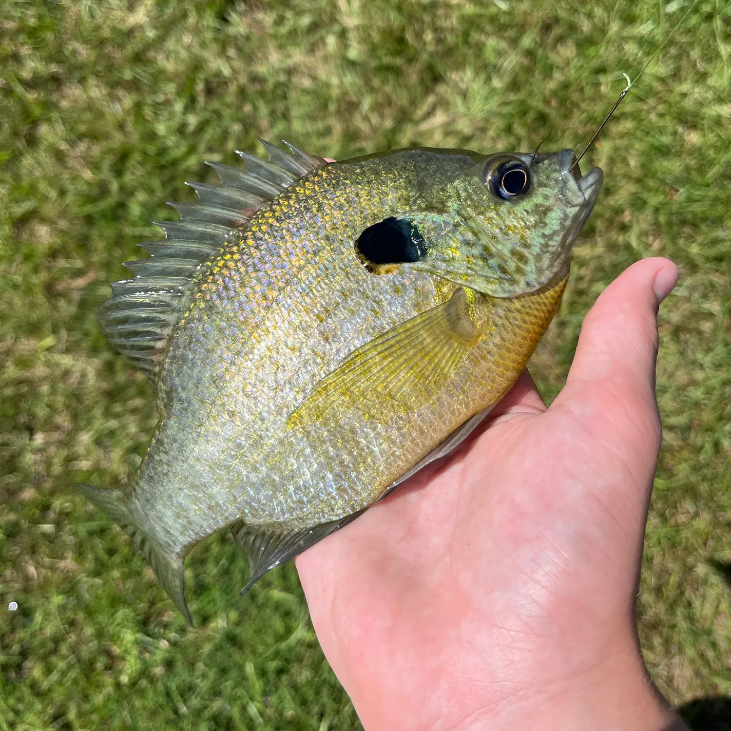 Bluegill caught on Fishbrain