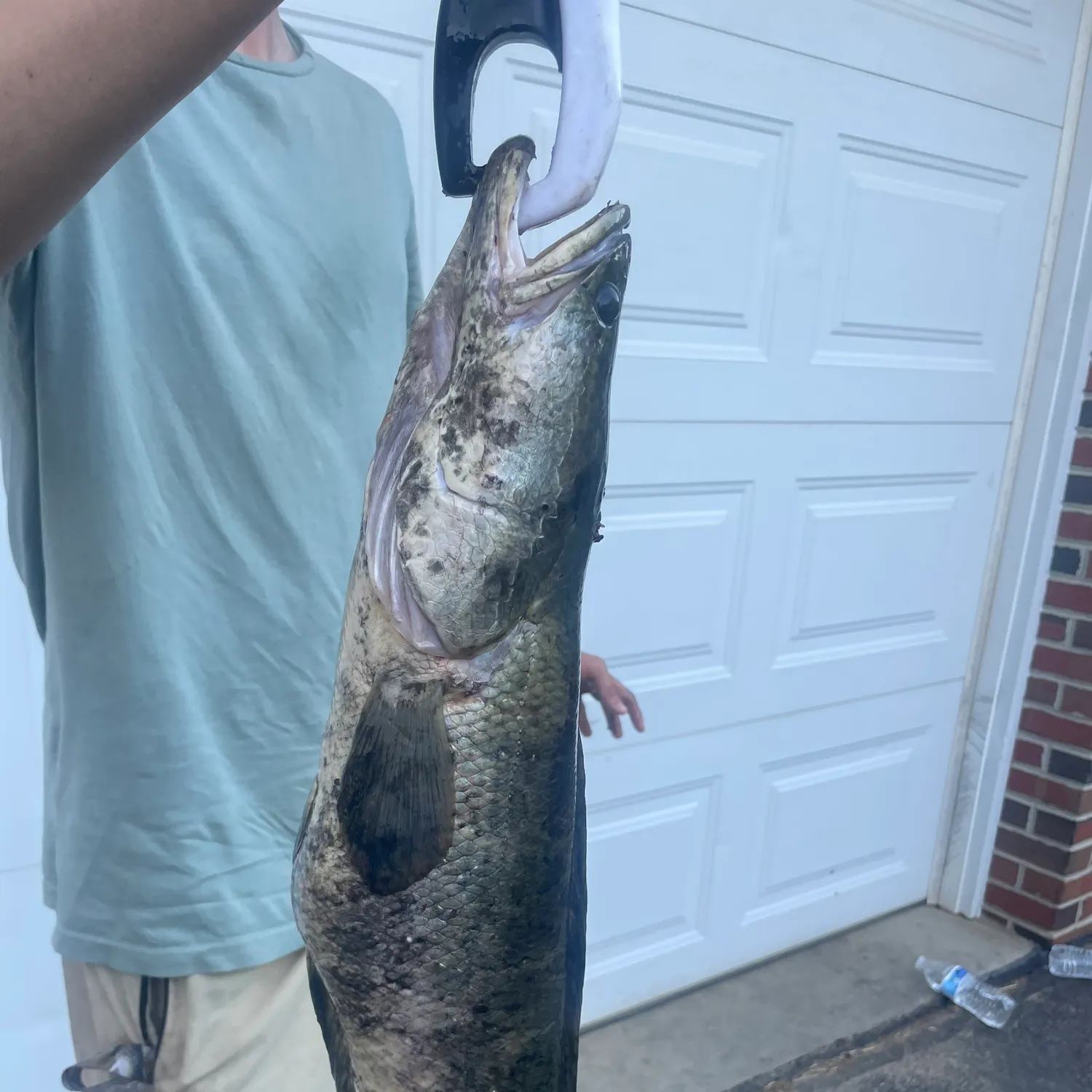 The most recent Northern snakehead catches on Fishbrain