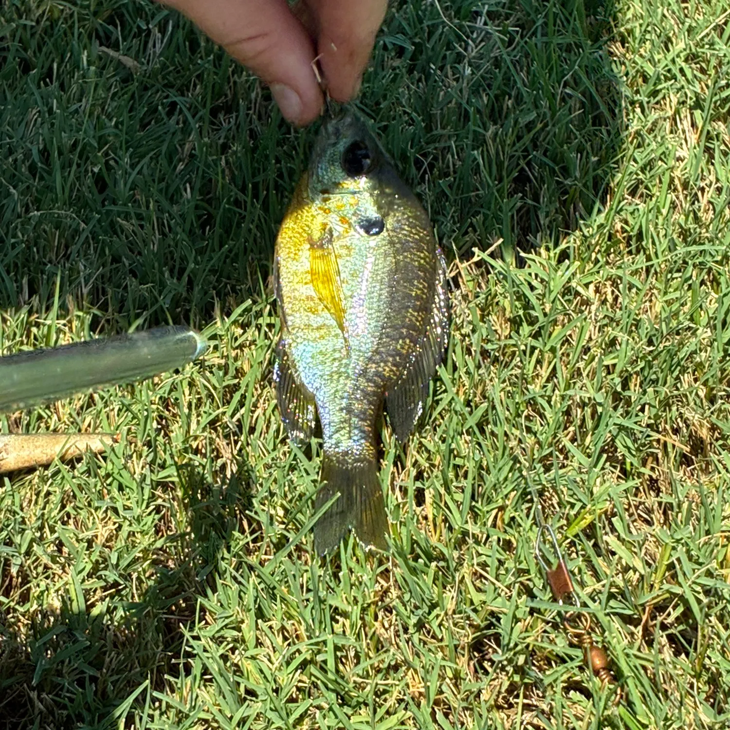 Bluegill caught on Fishbrain