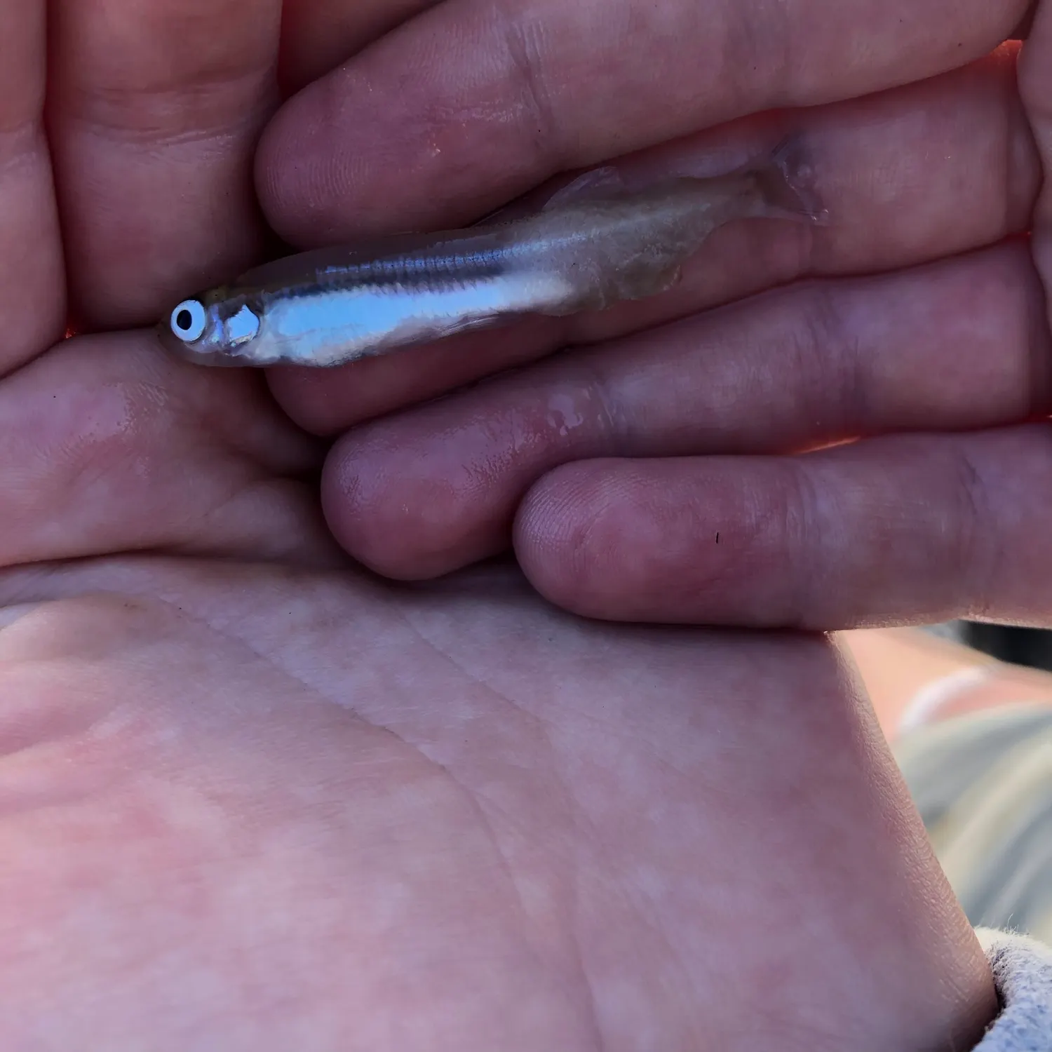Creek chub caught on Fishbrain