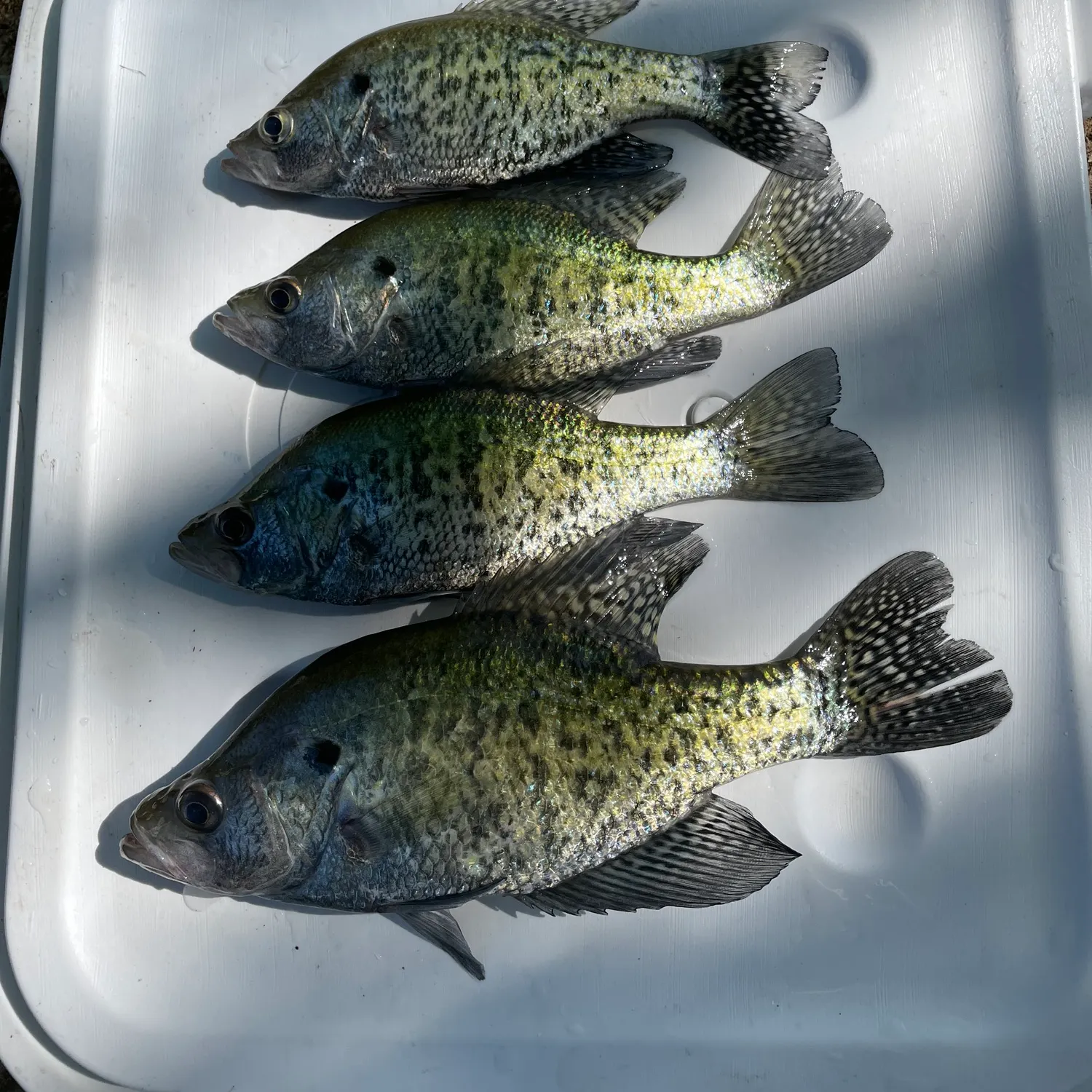 recently logged catches