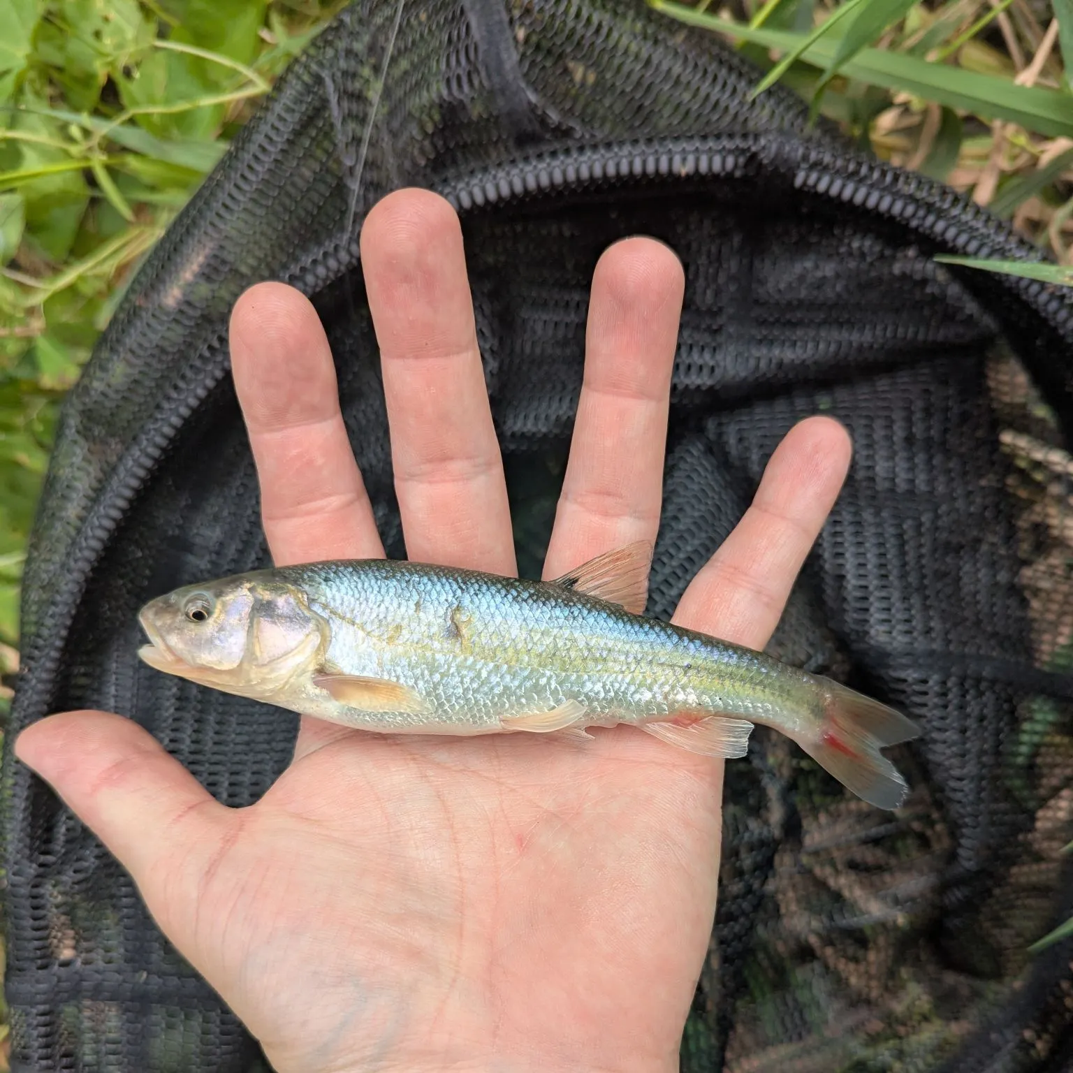 The most recent Creek chub catches on Fishbrain