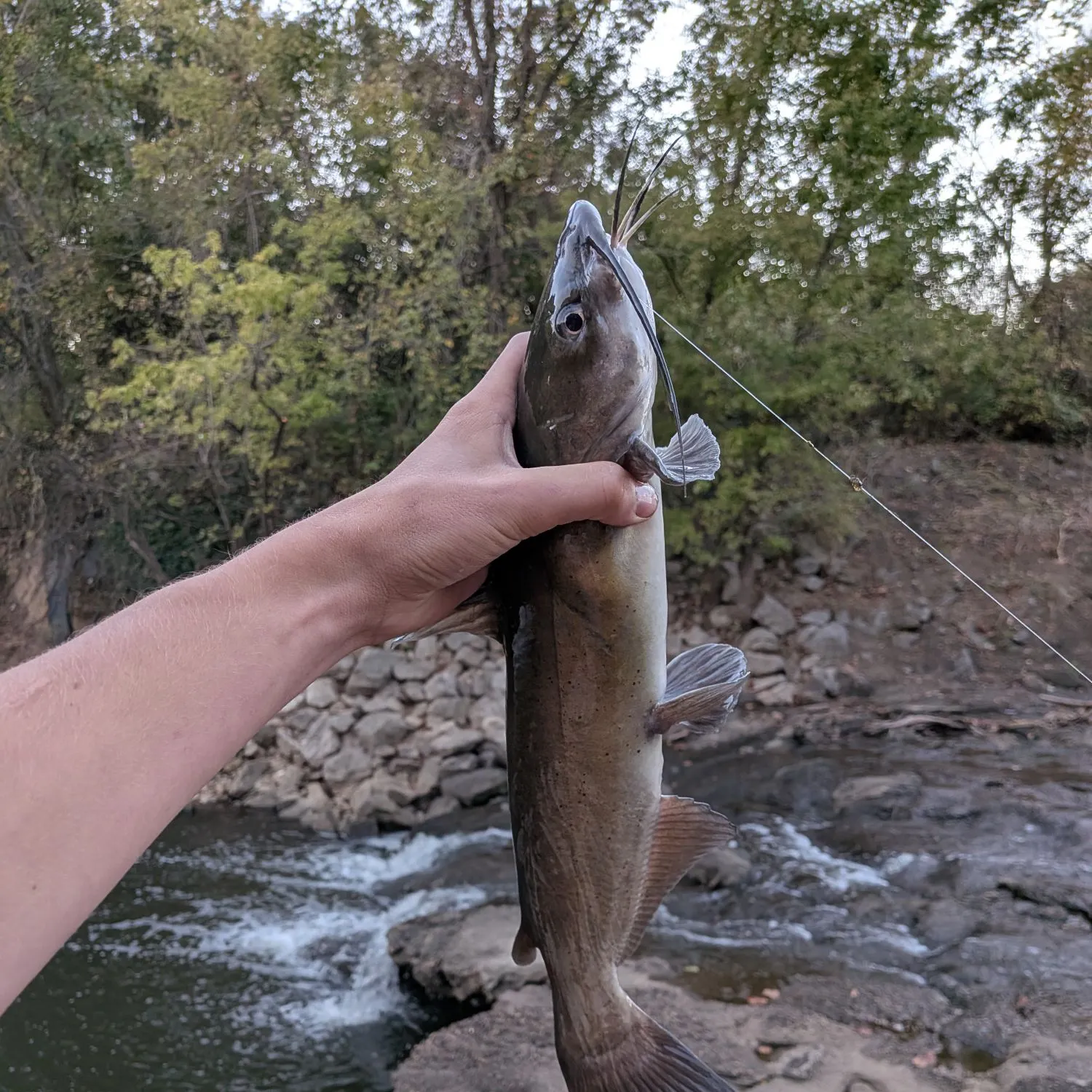 Channel catfish caught on Fishbrain