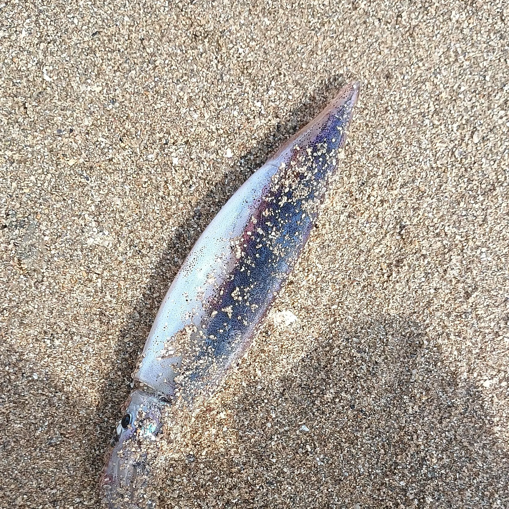 The most recent Bigfin reef squid catches on Fishbrain