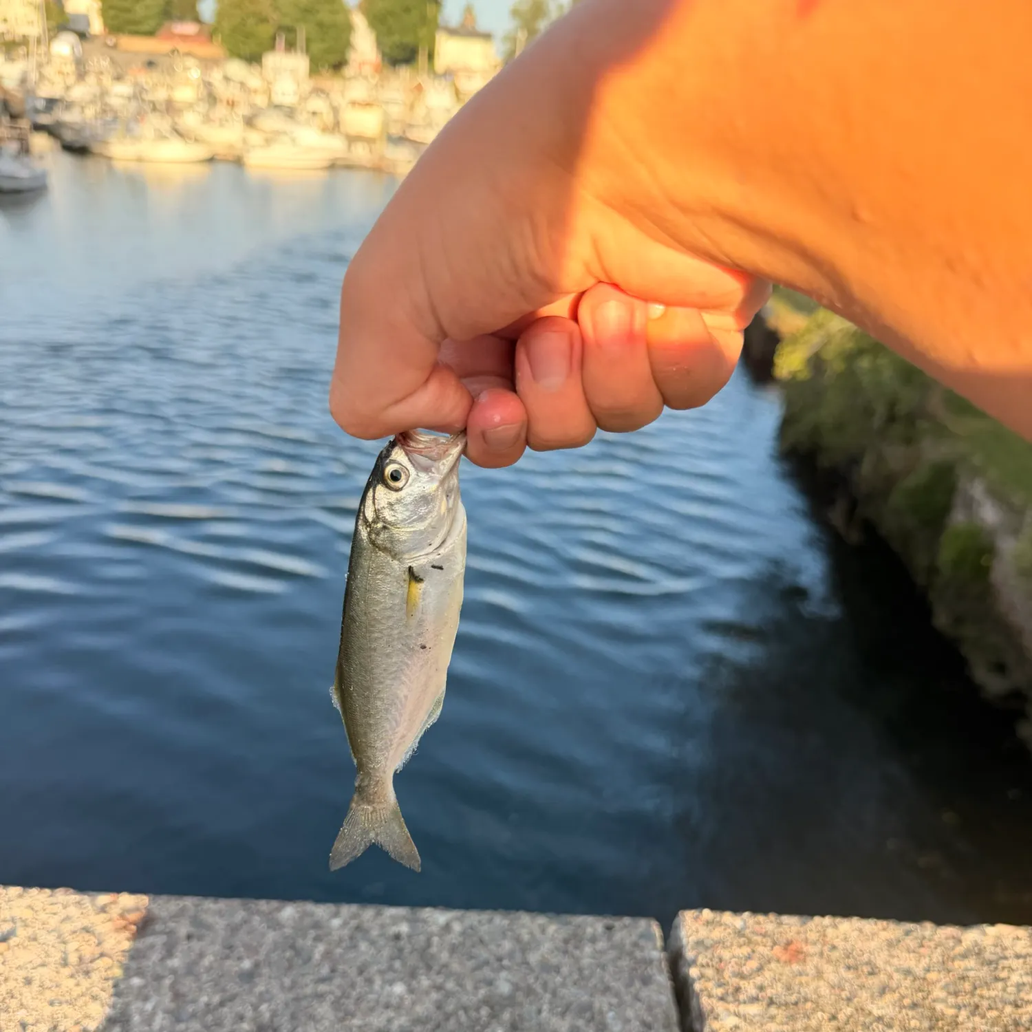 Bluefish caught on Fishbrain
