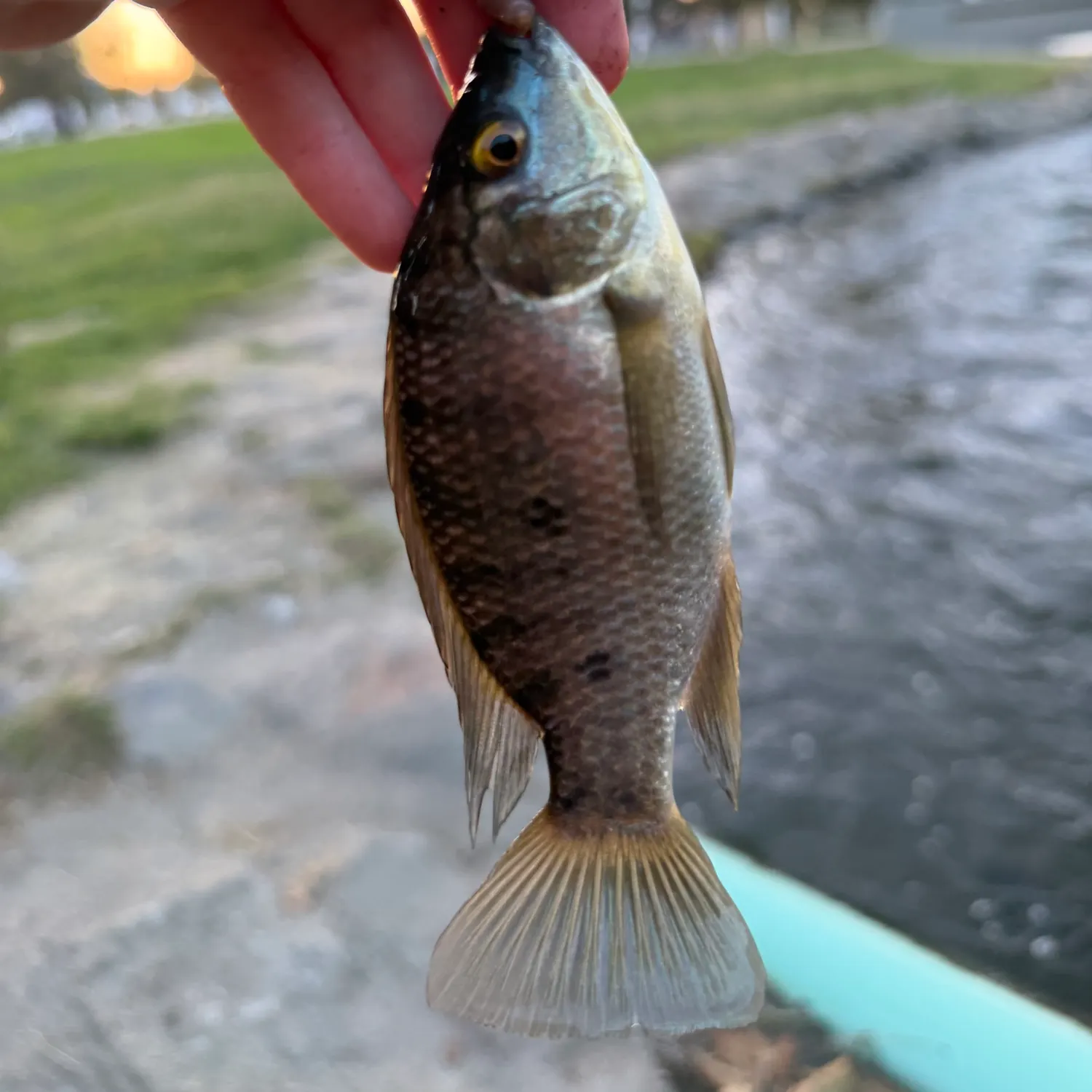 The most recent Blue tilapia catches on Fishbrain