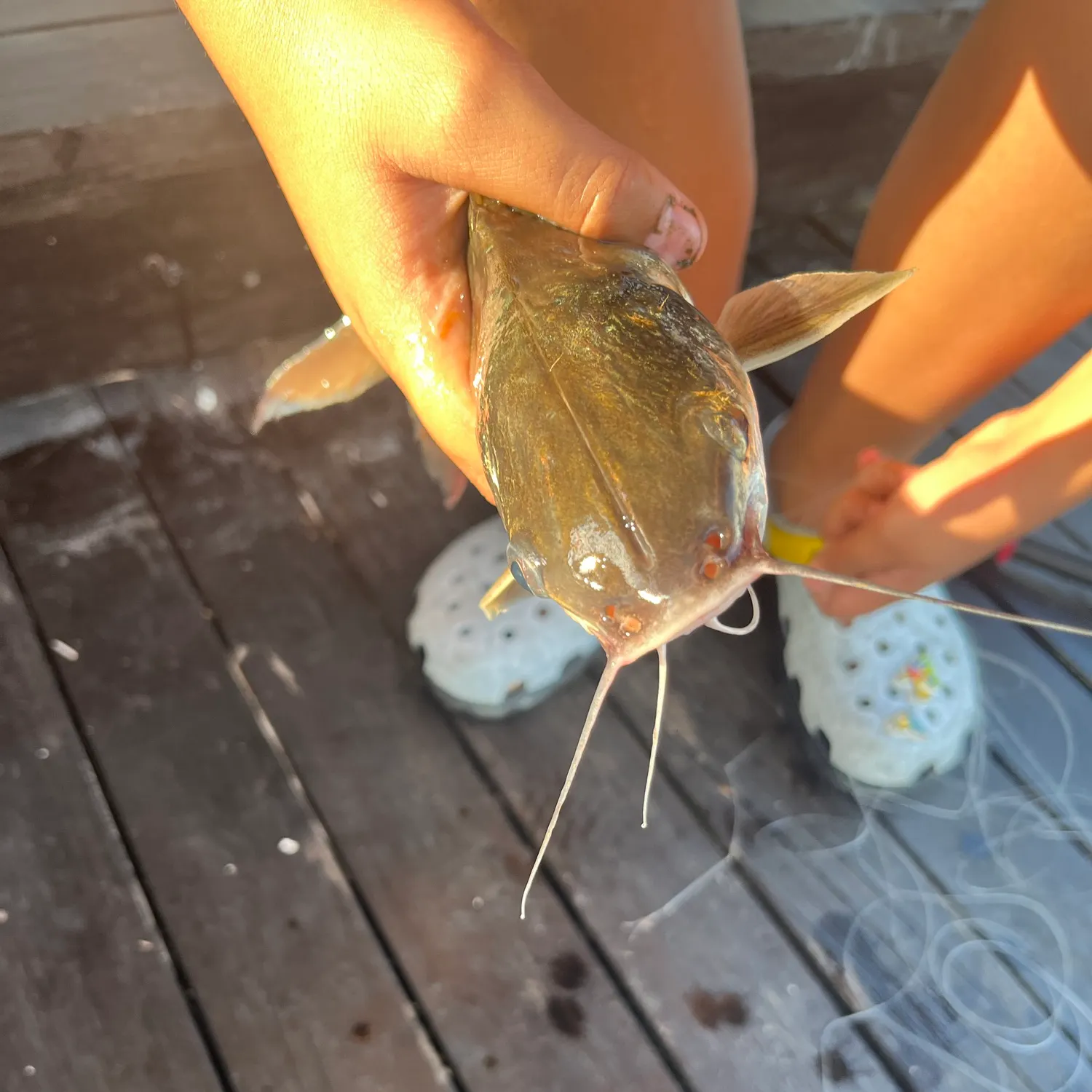 Channel catfish caught on Fishbrain