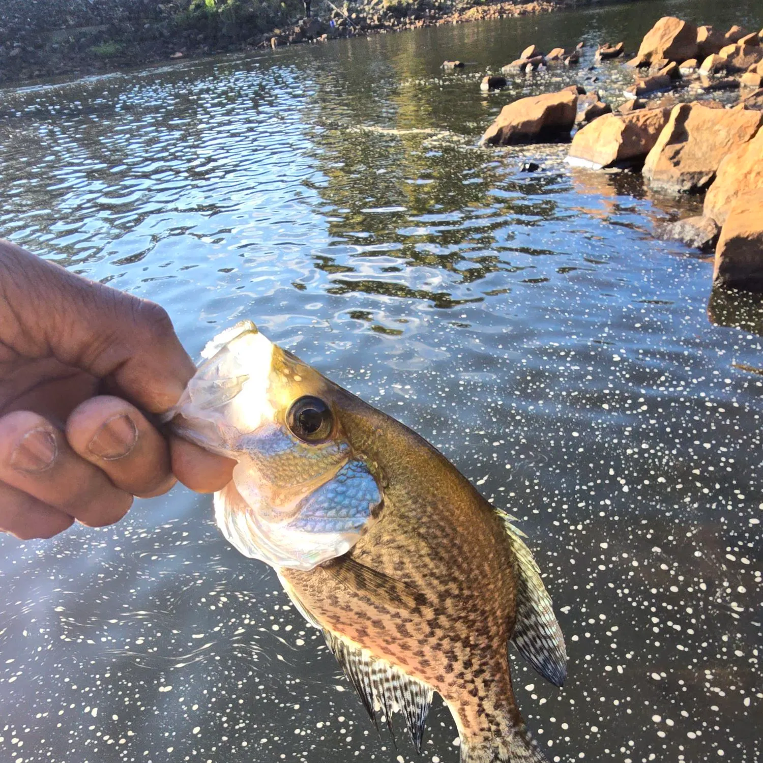 Black crappie caught on Fishbrain