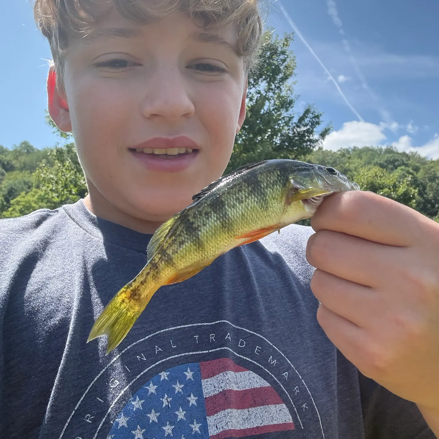 Yellow perch caught on Fishbrain