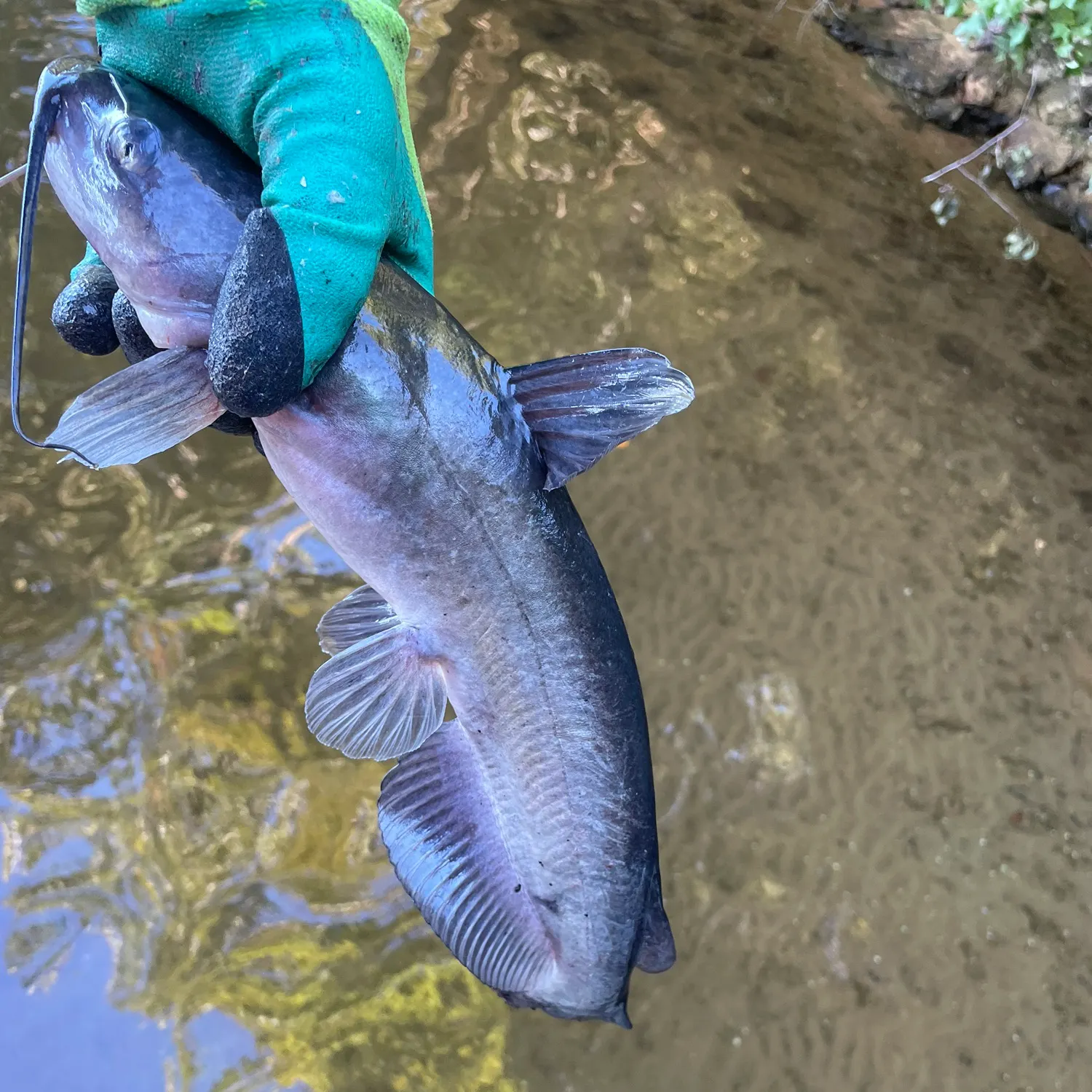 Channel catfish caught on Fishbrain