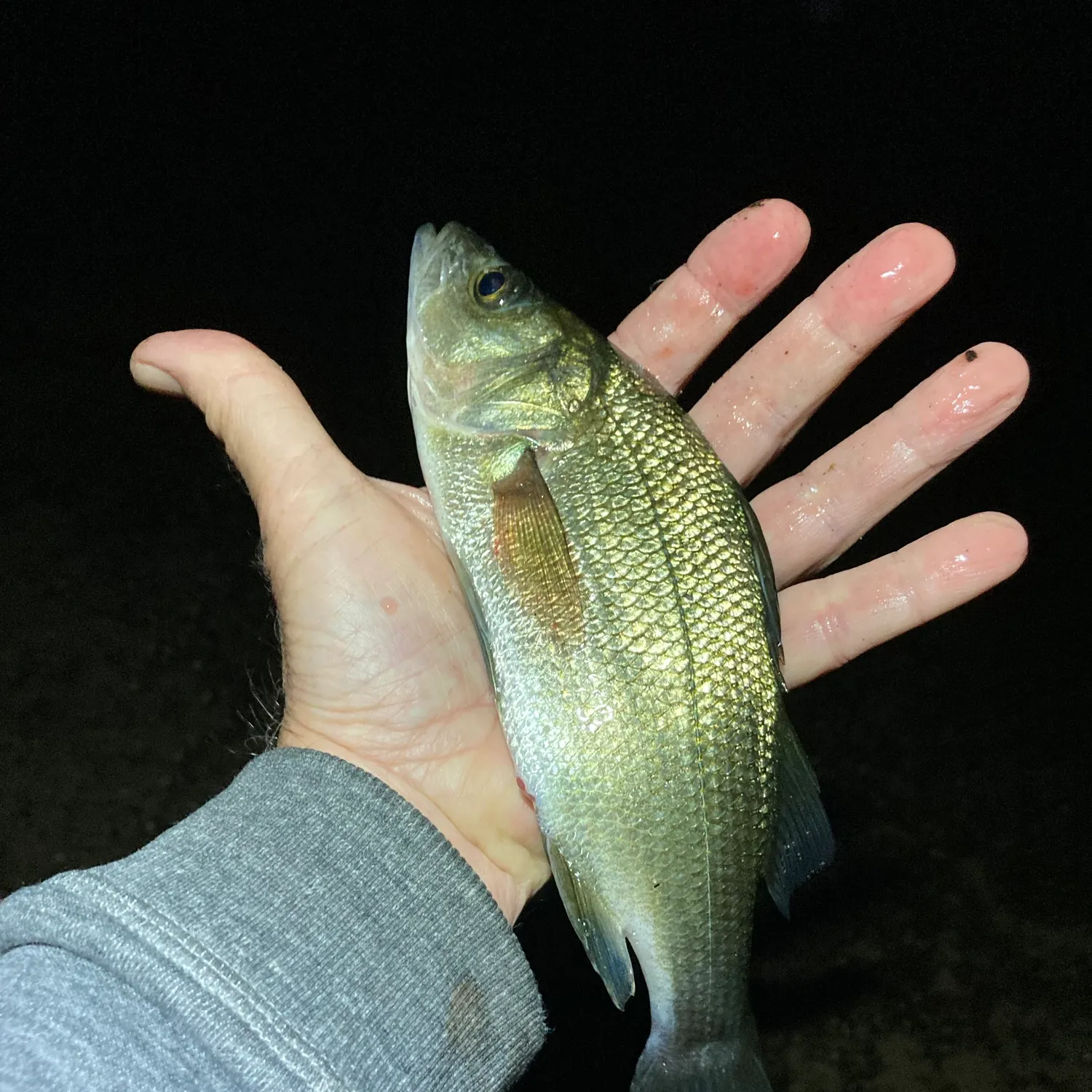 White perch caught on Fishbrain