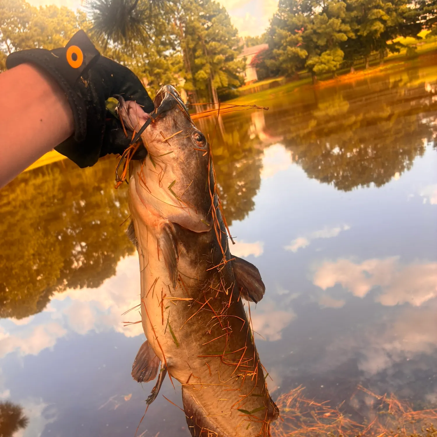 Channel catfish caught on Fishbrain