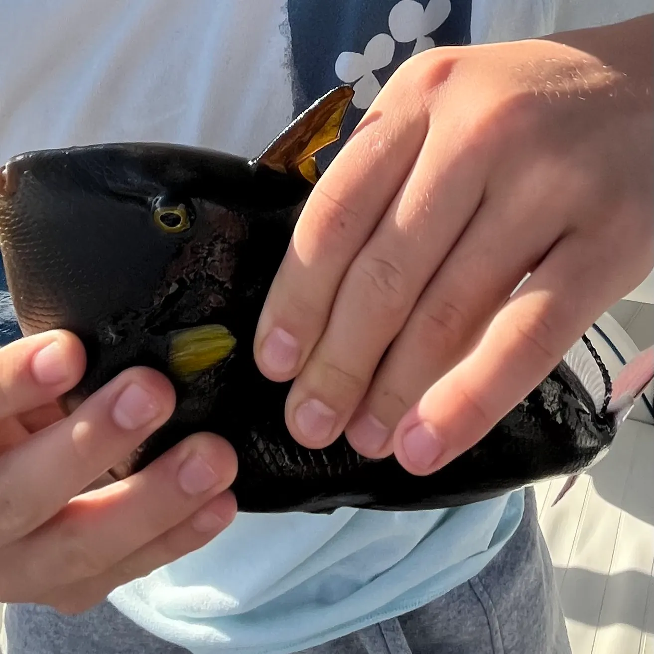 The most recent Black triggerfish catches on Fishbrain