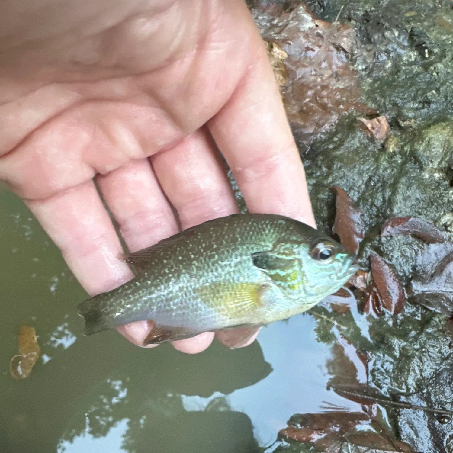 Fish caught on Fishbrain
