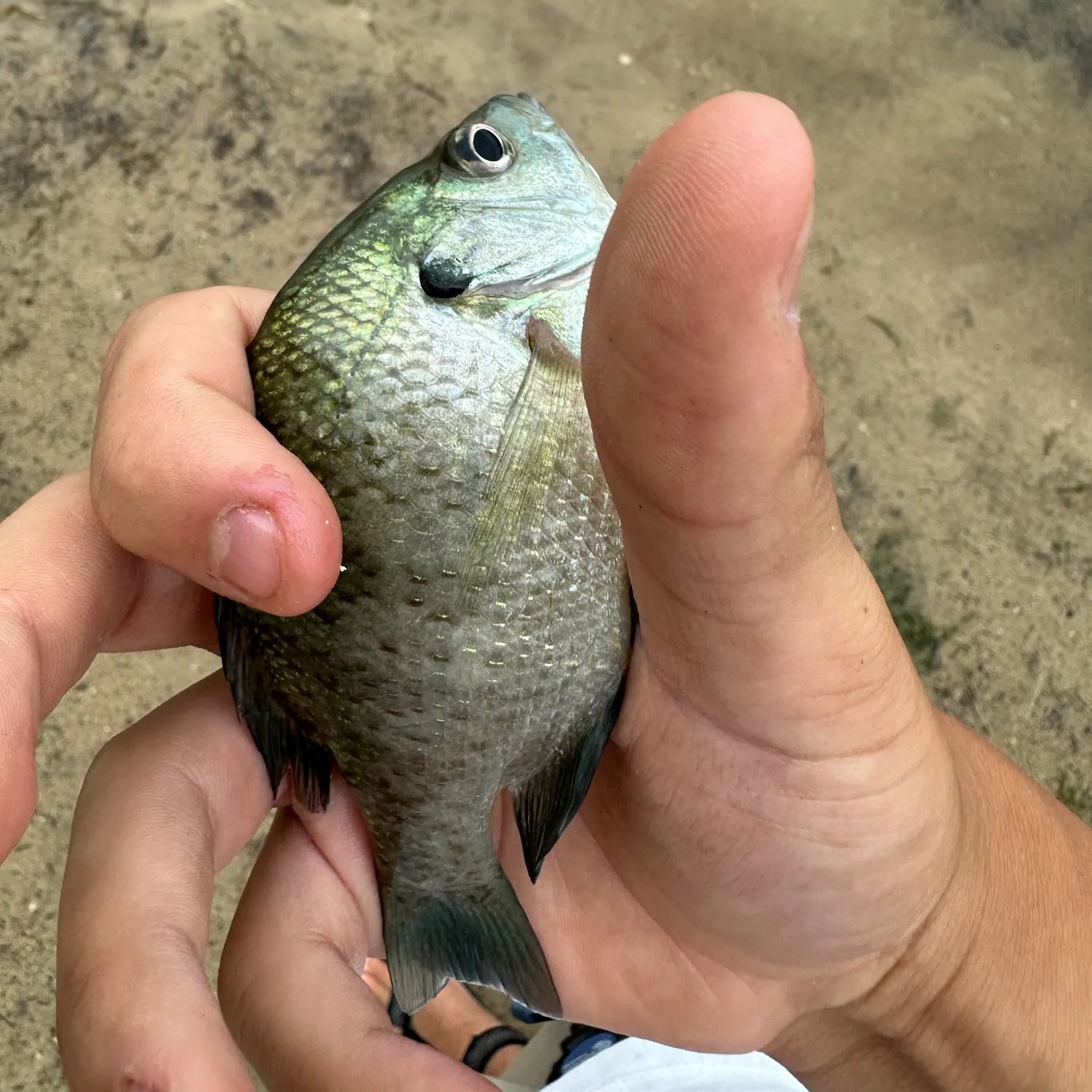 Bluegill caught on Fishbrain