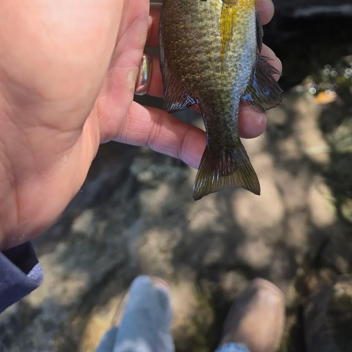 Bluegill caught on Fishbrain