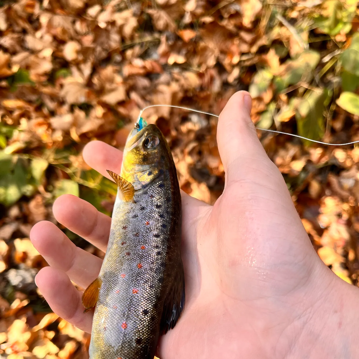 Brook trout caught on Fishbrain