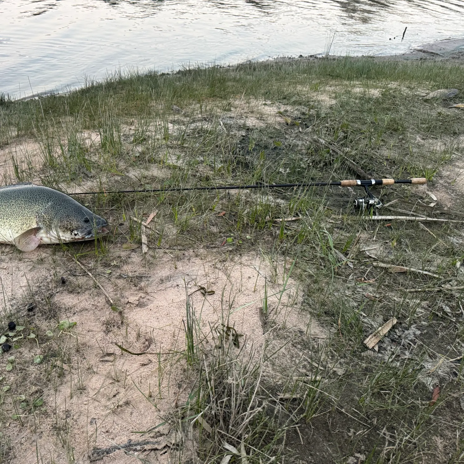 Murray cod caught on Fishbrain