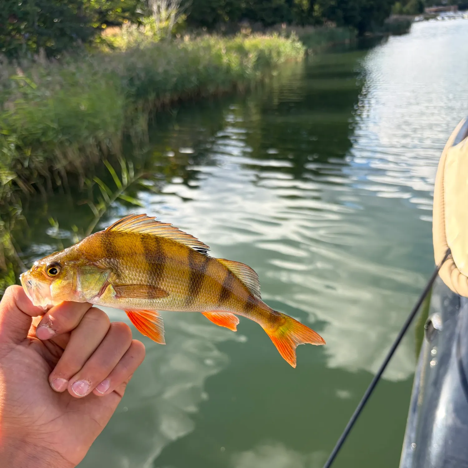 European perch caught on Fishbrain