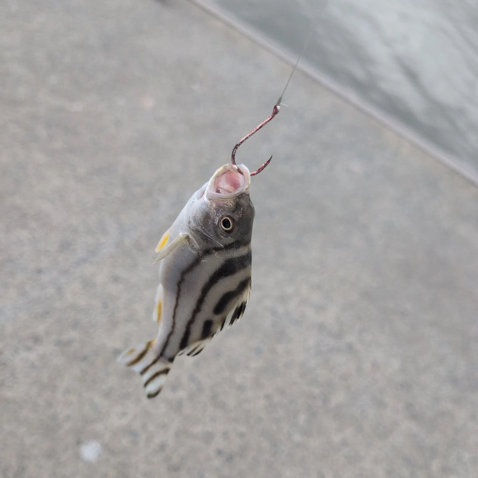 The most recent Stripey catches on Fishbrain