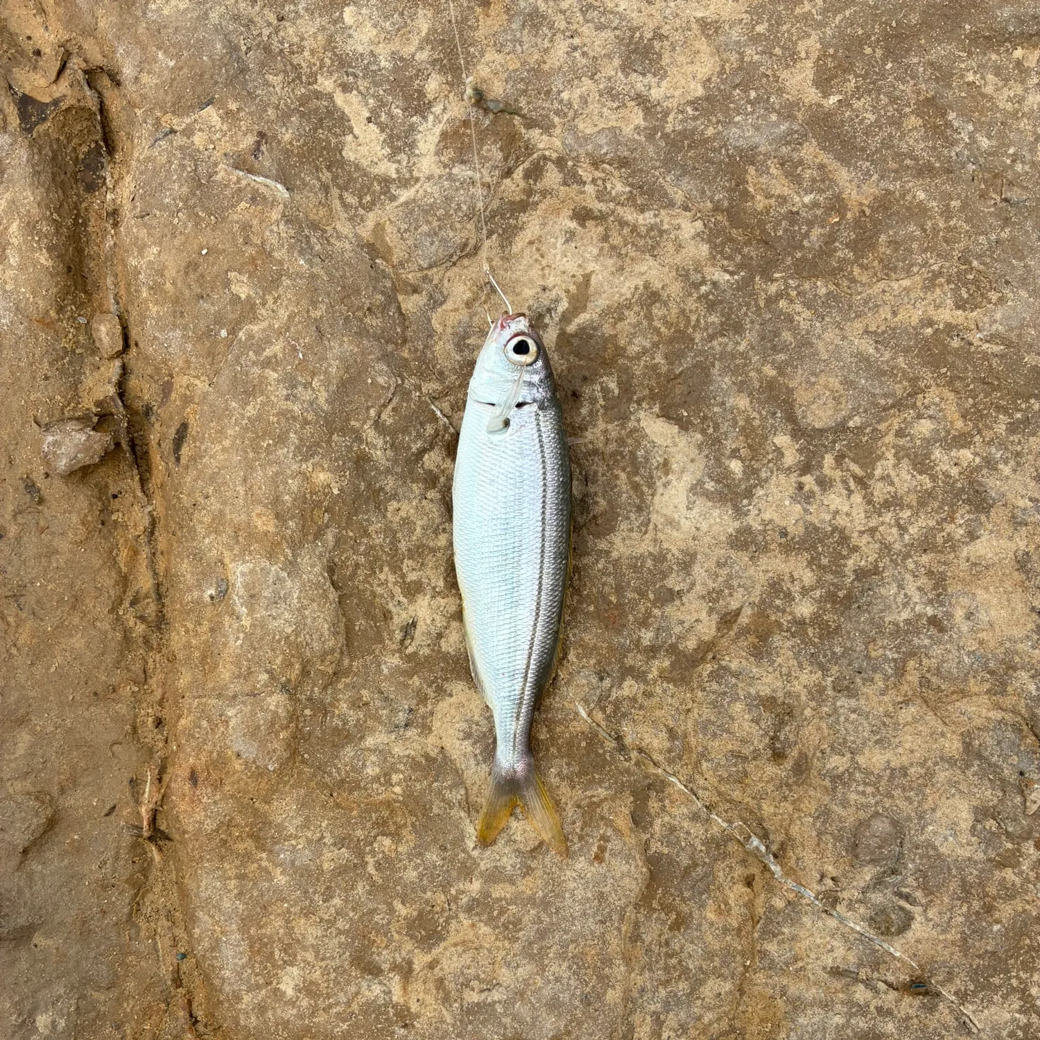 The most recent Bogue catches on Fishbrain