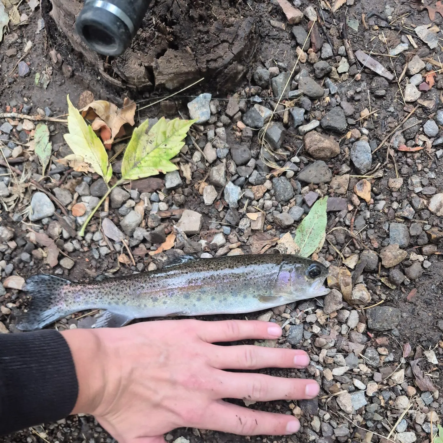 Bonneville cutthroat trout caught on Fishbrain