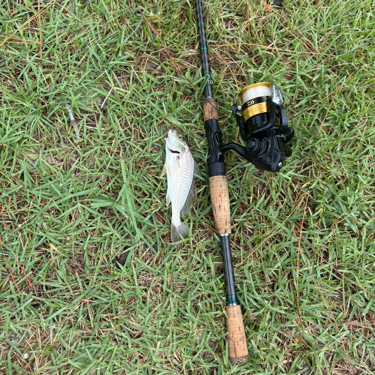 Atlantic croaker caught on Fishbrain