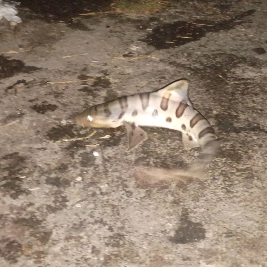 Leopard shark caught on Fishbrain