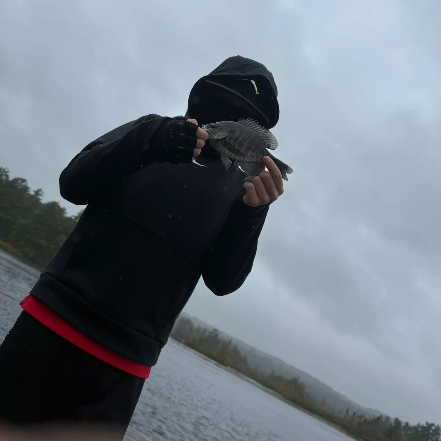 Black crappie caught on Fishbrain