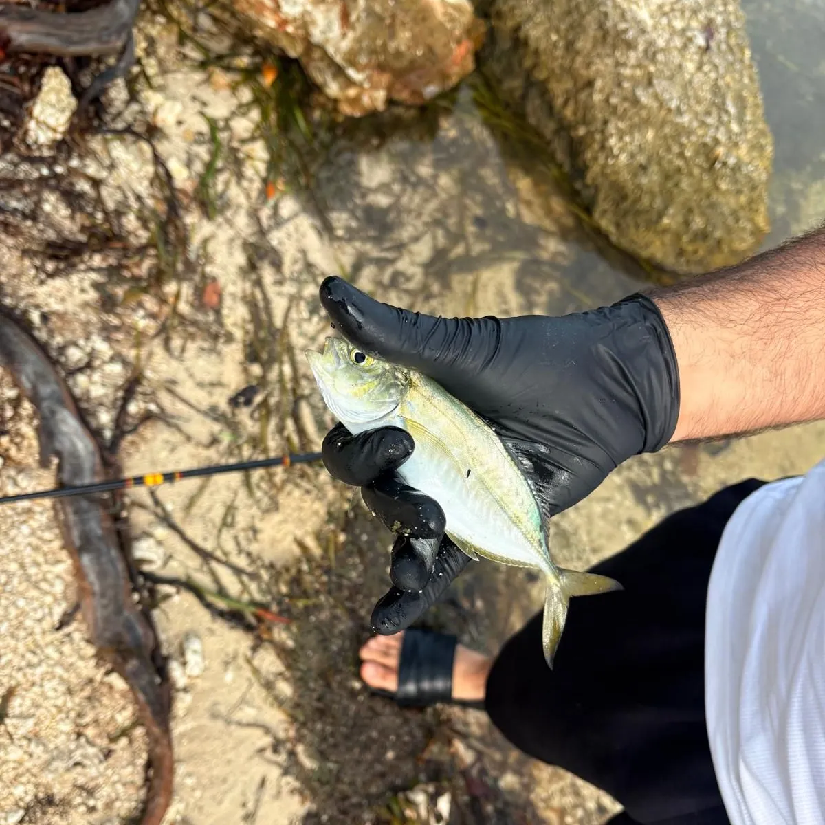 Blue runner caught on Fishbrain