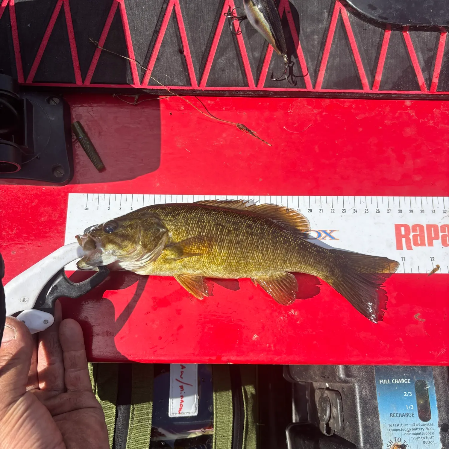 Smallmouth bass caught on Fishbrain