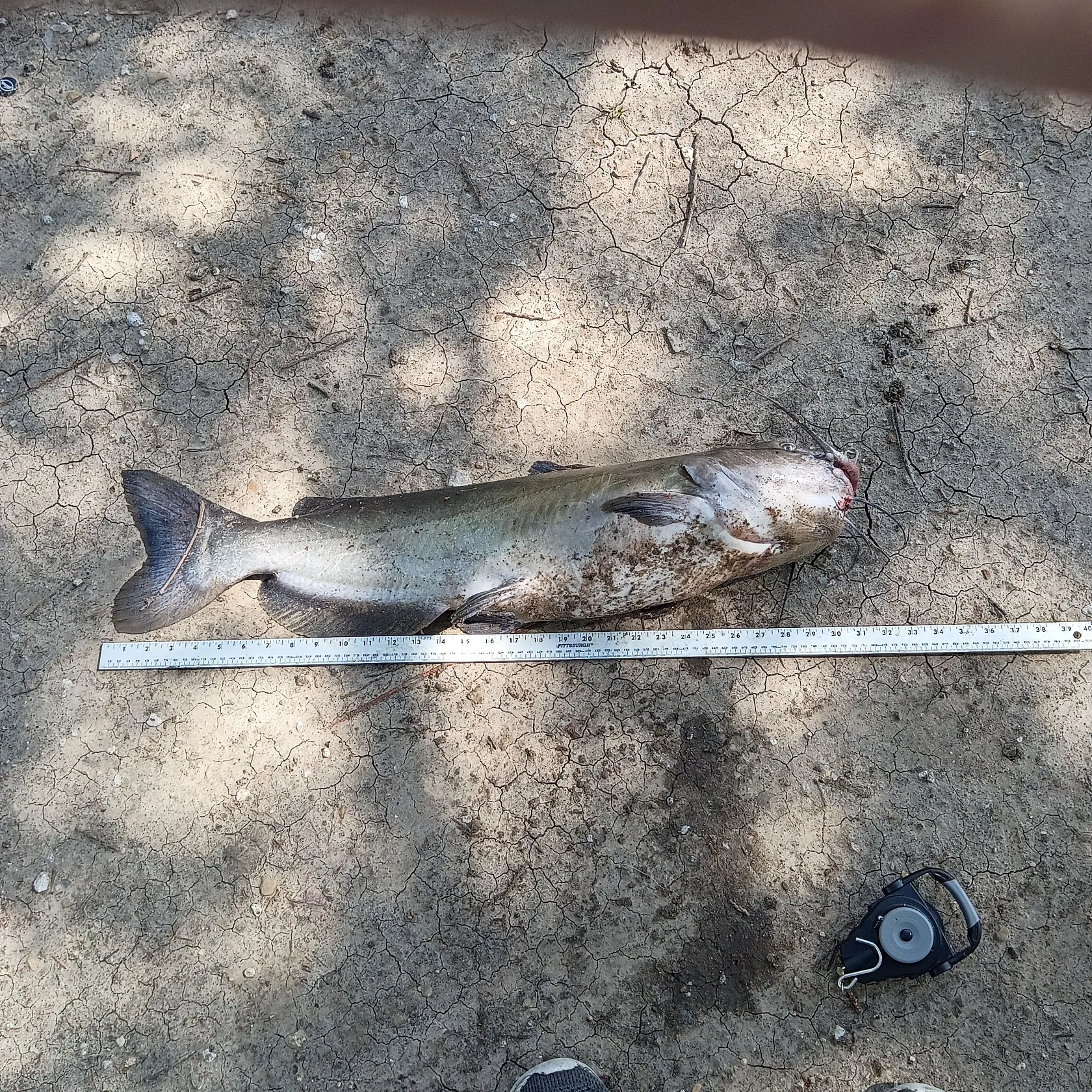Channel catfish caught on Fishbrain