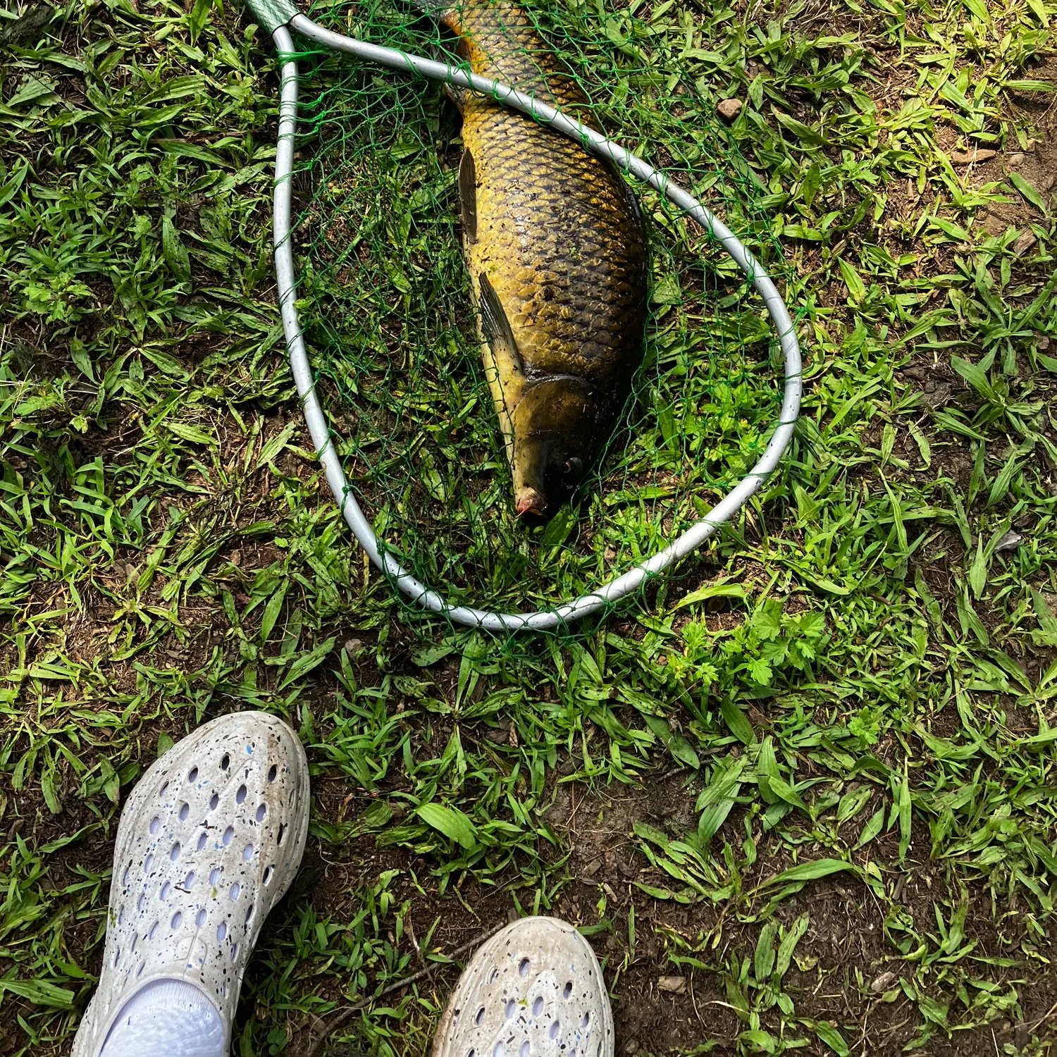 Common carp caught on Fishbrain