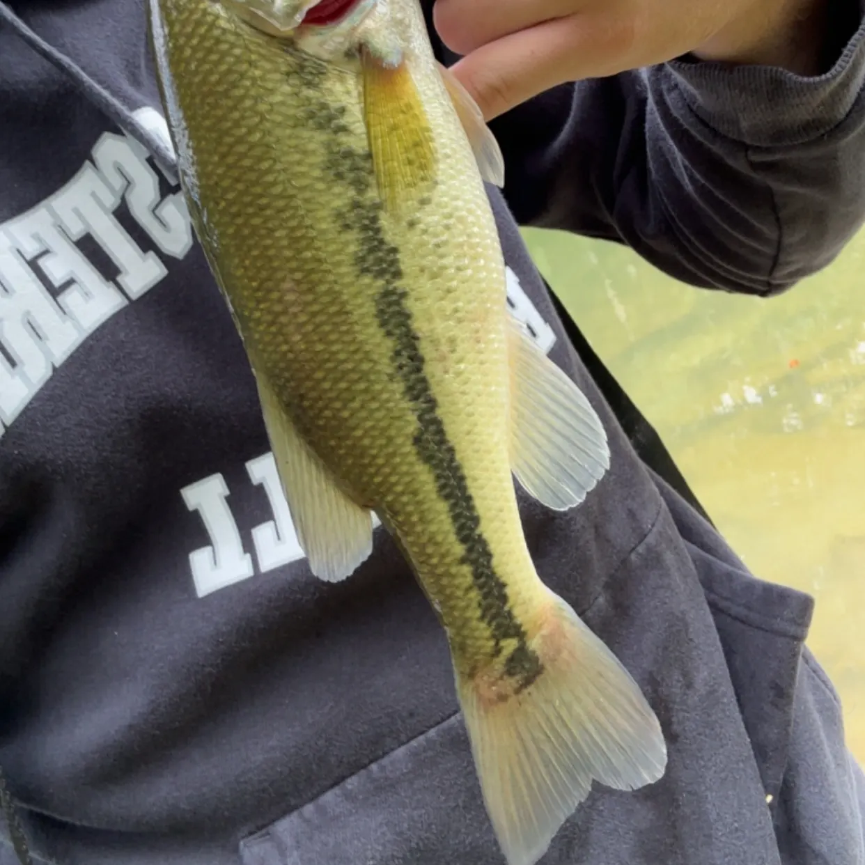 Spotted bass caught on Fishbrain