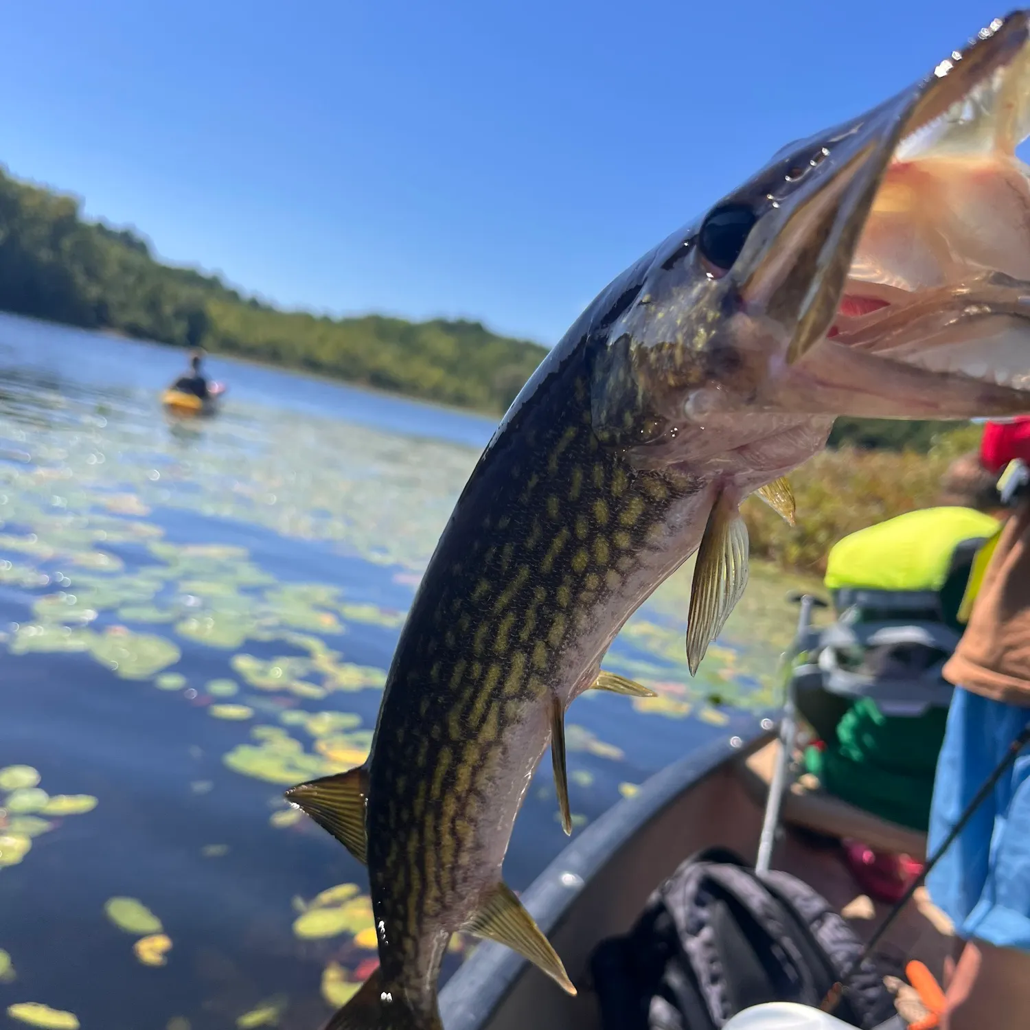 Chain pickerel caught on Fishbrain