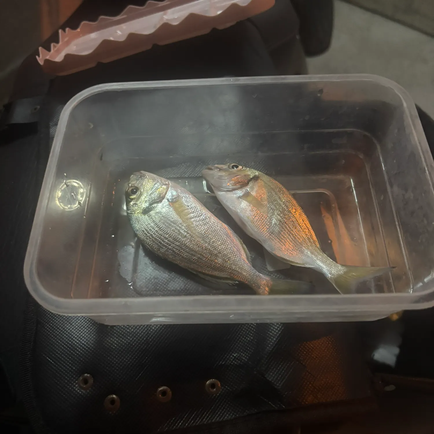 The most recent Gilthead seabream catches on Fishbrain