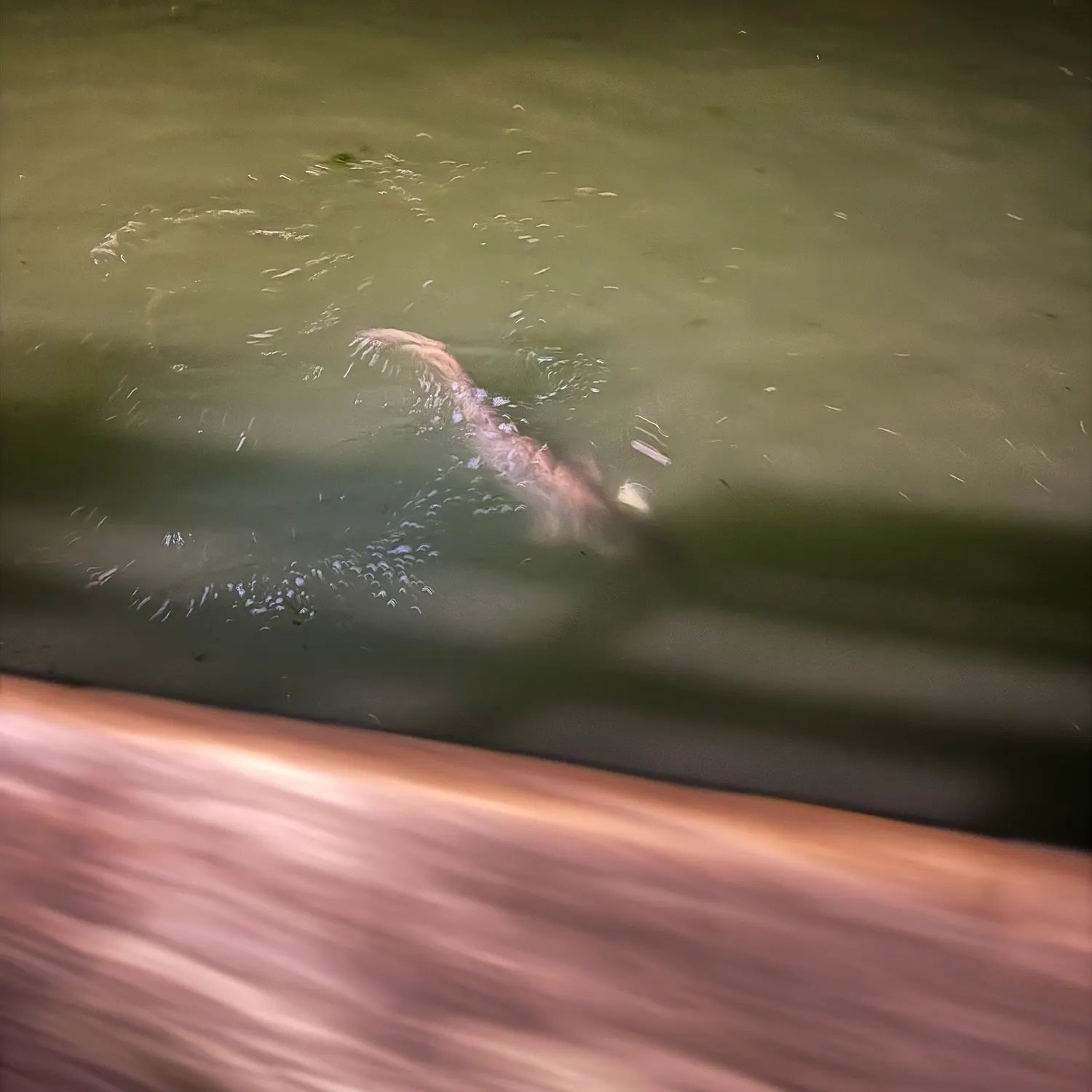 The most recent Bluntnose sixgill shark catches on Fishbrain
