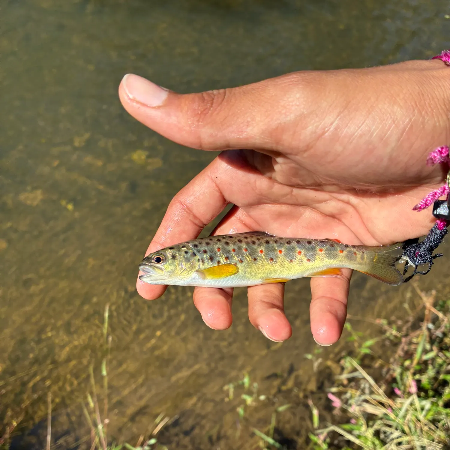 Brown trout caught on Fishbrain
