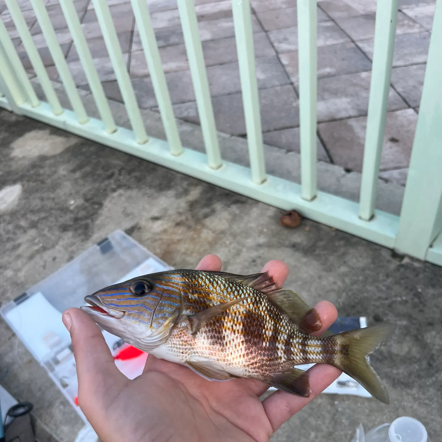 White grunt caught on Fishbrain