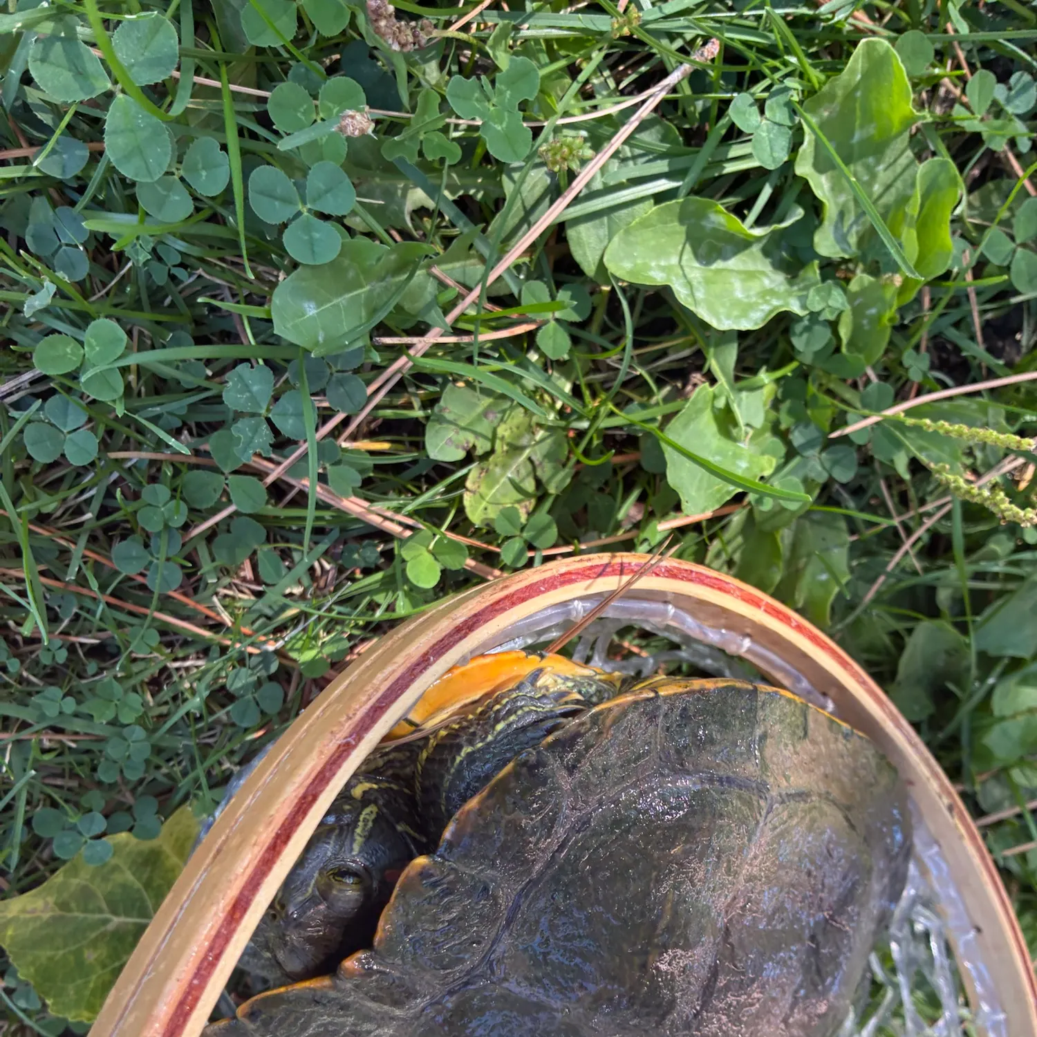 Pond slider turtle caught on Fishbrain