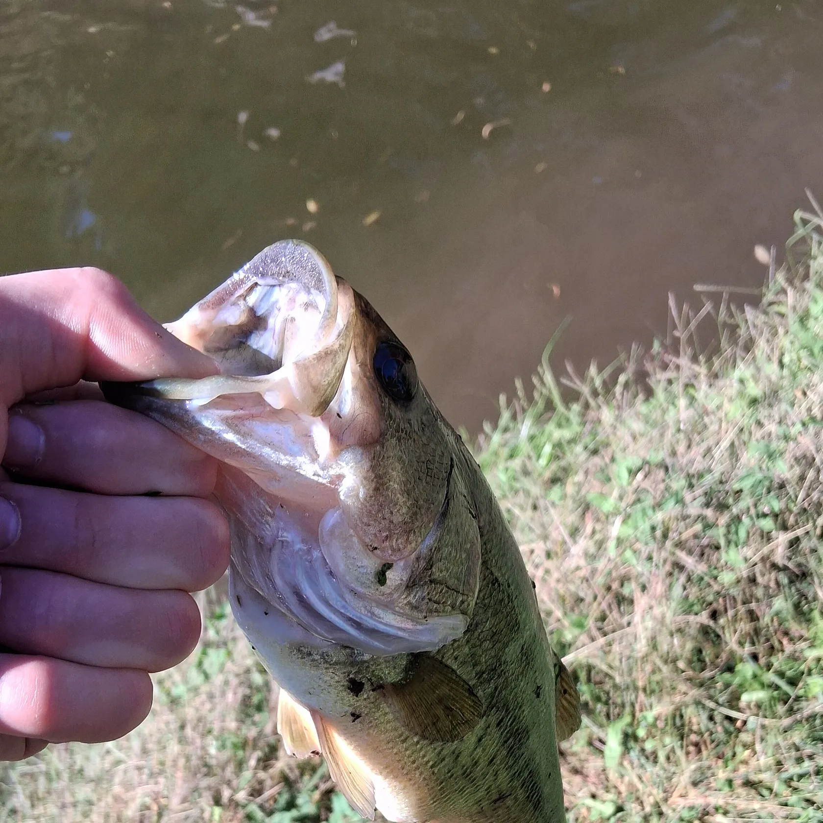 Fish caught on Fishbrain