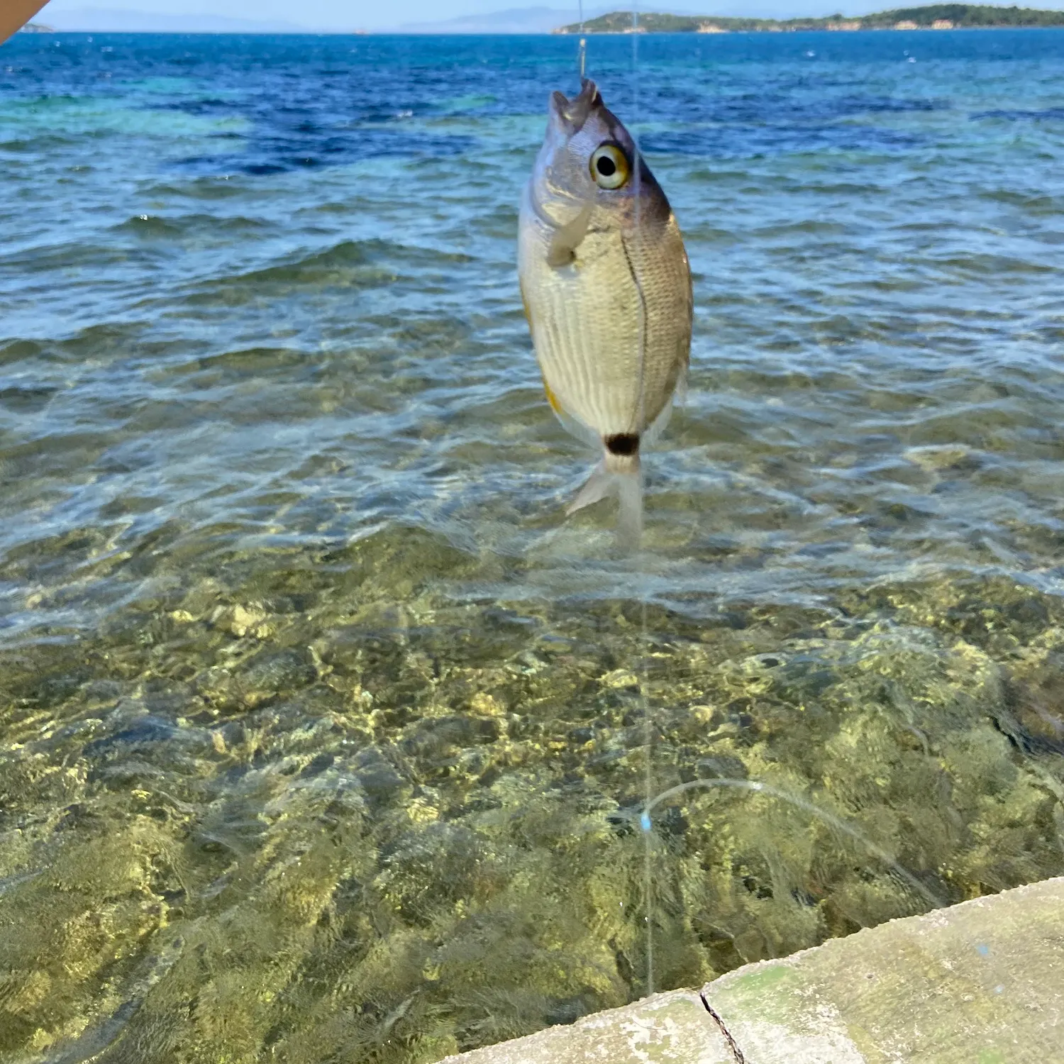 The most recent Annular seabream catches on Fishbrain