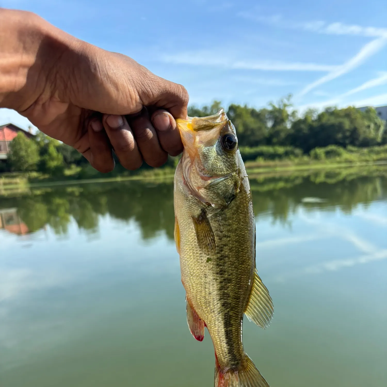 Largemouth bass caught on Fishbrain