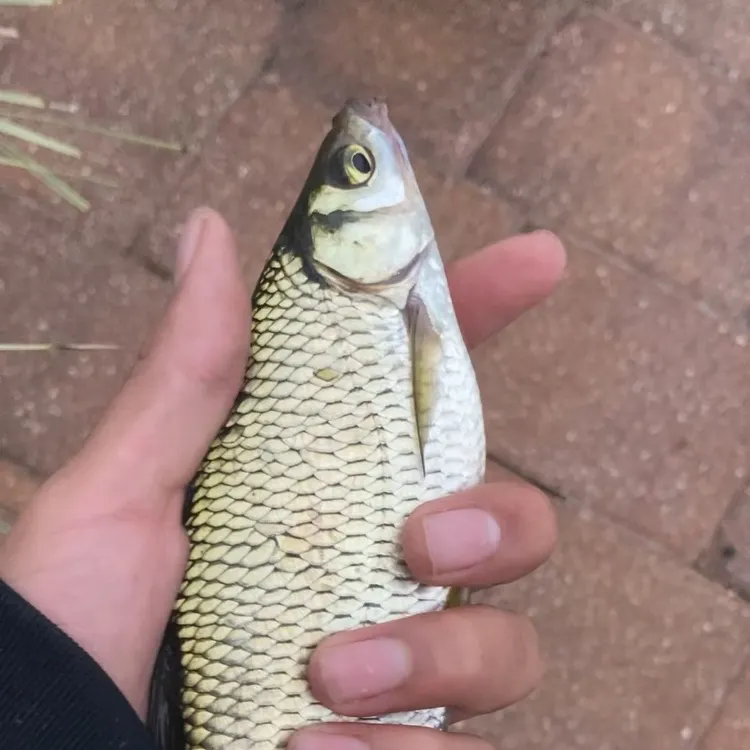 Golden shiner caught on Fishbrain