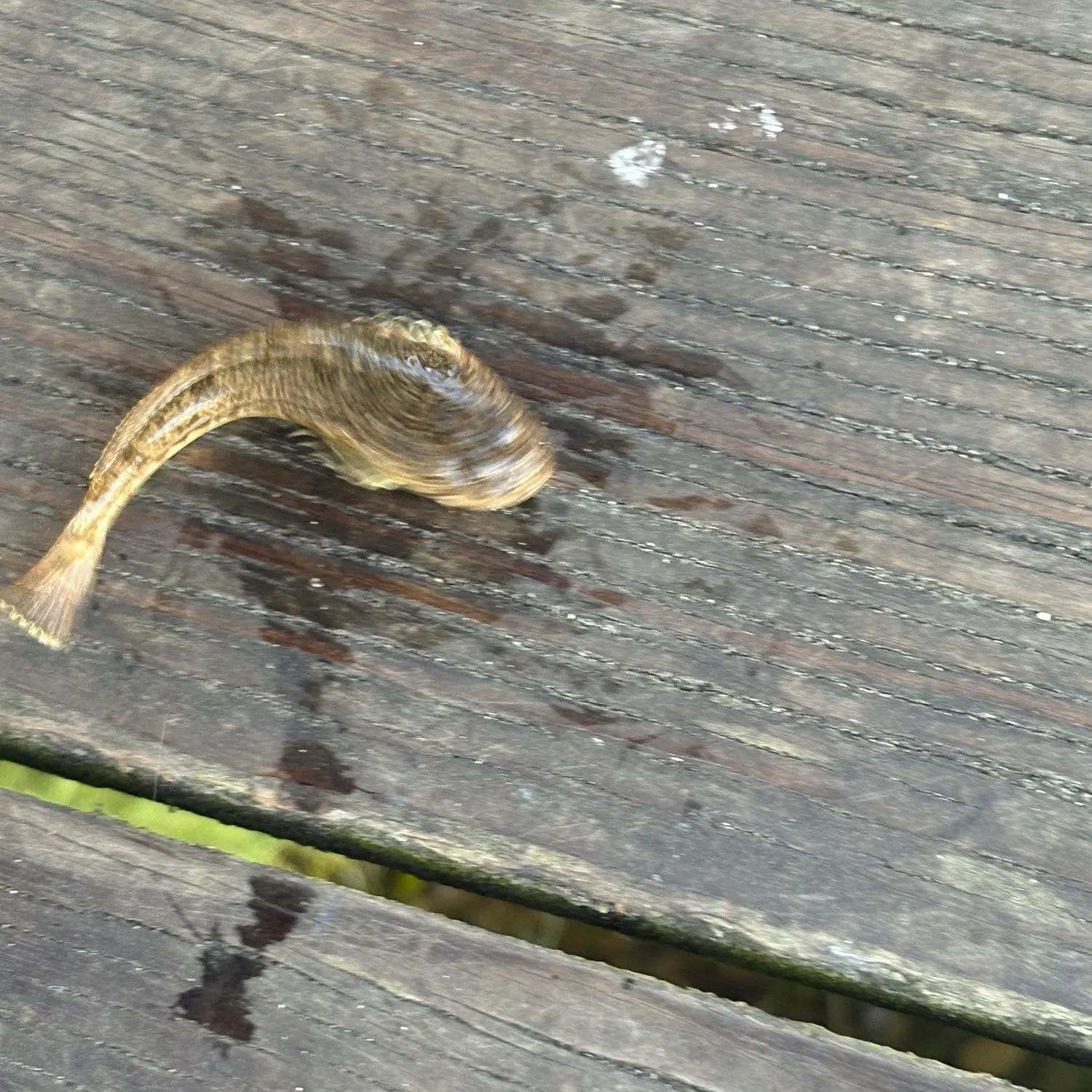 The most recent Pacific staghorn sculpin catches on Fishbrain