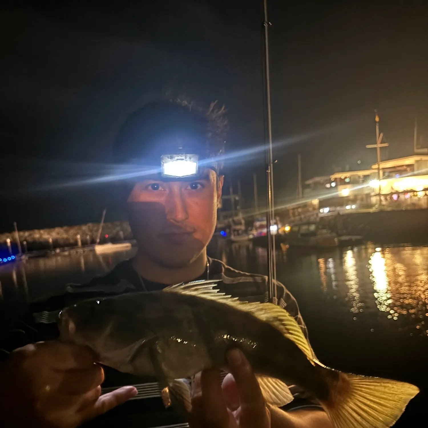 Barred sand bass caught on Fishbrain