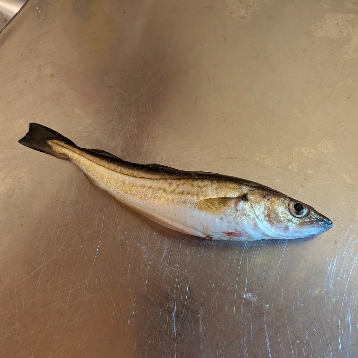 Whiting caught on Fishbrain